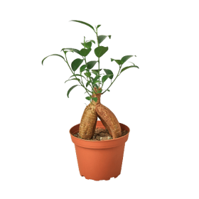 Ficus 'Ginseng'-6" Pot